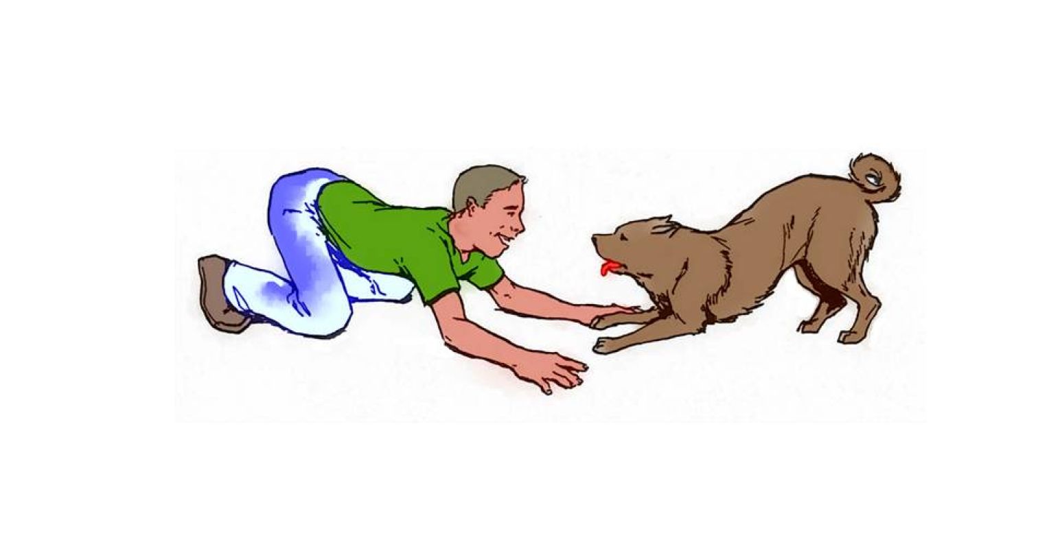 why-do-dogs-play-bow